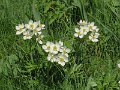 (13) Narcissus-flowered anemone